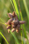 Sturdy bulrush